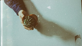 Hand holding small cactus plant on textured background