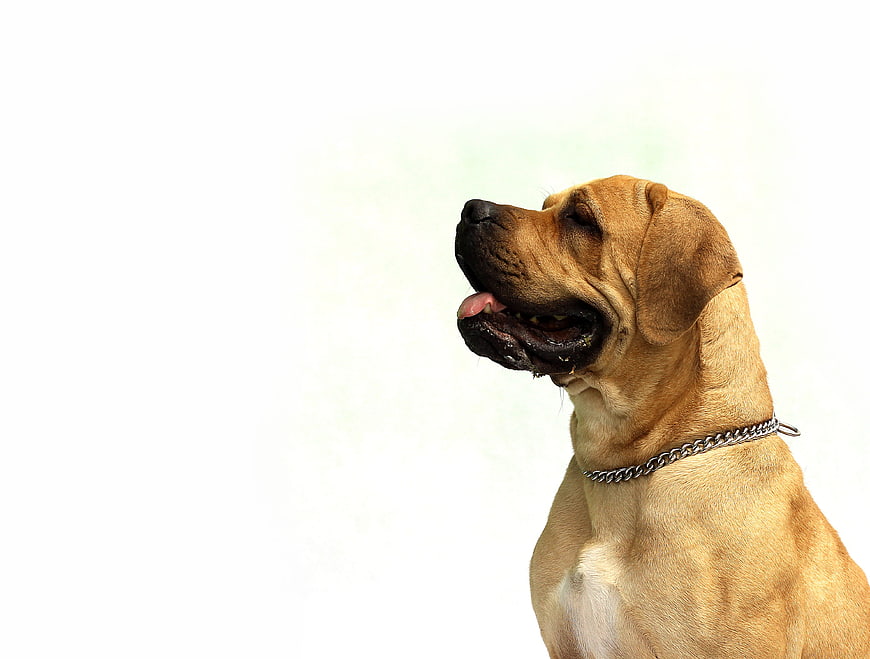 Portrait of a tan dog with chain collar on white background