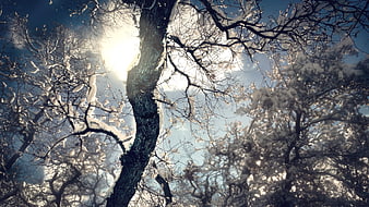 Sunlight shining through snow-covered winter forest trees