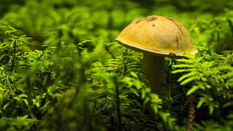 Close-up of a brown mushroom growing in vibrant green moss