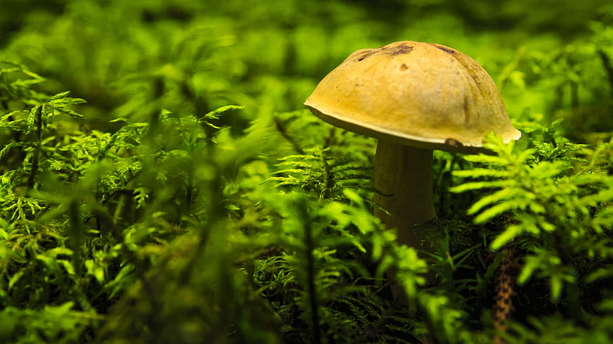 Close-up of a brown mushroom growing in vibrant green moss