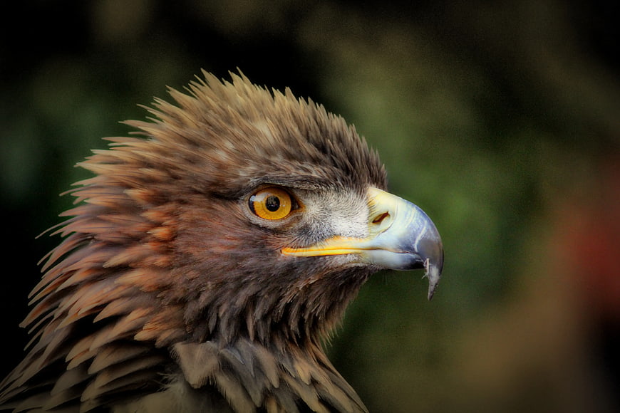 Close-up portrait of a majestic eagle head with intense yellow eye