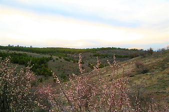 Spring Landscape with Pink Blossoms and Distant City Skyline