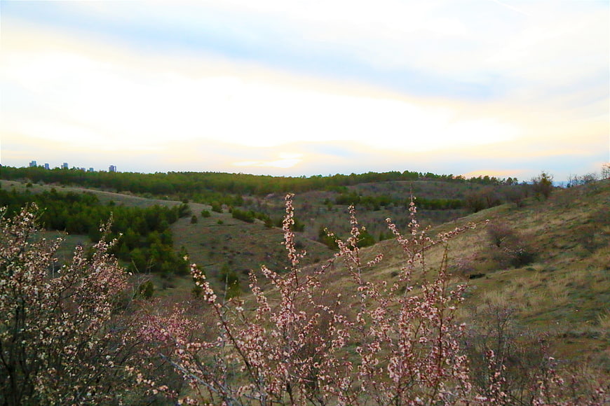 Spring Landscape with Pink Blossoms and Distant City Skyline