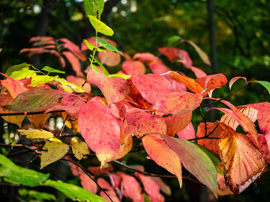 Vibrant Red and Green Autumn Leaves on Branch