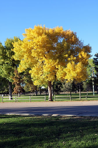Vibrant Yellow Autumn Tree in Park with Blue Sky