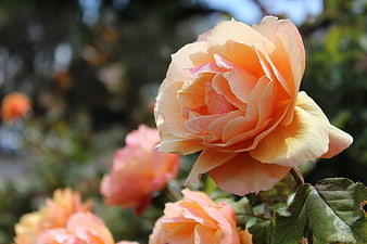 Close-up of a Peach Rose Bloom in a Garden