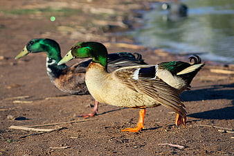 Two male mallard ducks standing on a sandy riverbank