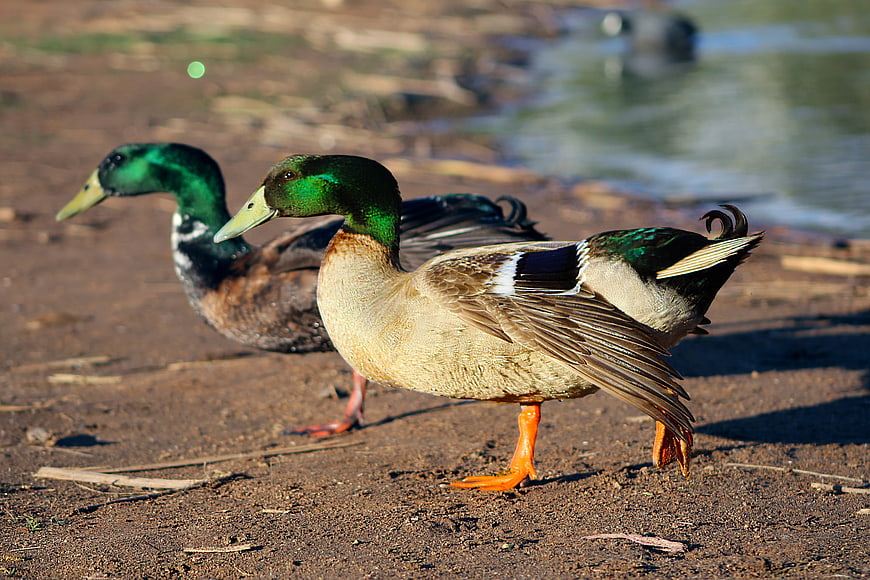 Two male mallard ducks standing on a sandy riverbank
