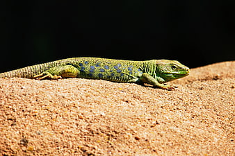 Green Lizard with Blue Spots on Sandy Rock