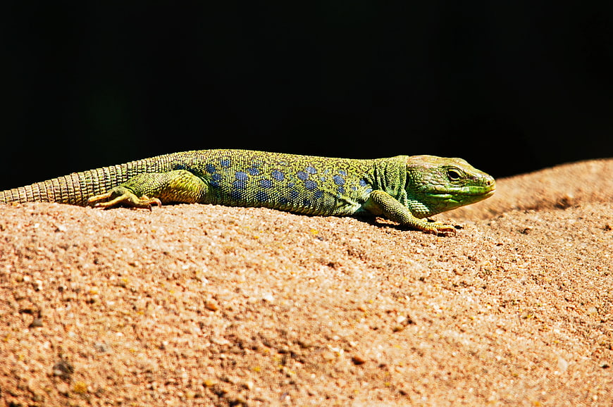 Green Lizard with Blue Spots on Sandy Rock