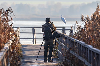 Nature photographer capturing a great egret on a wooden boardwalk