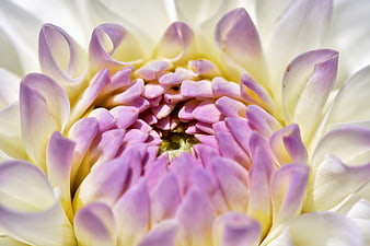 Close-up of a white and purple dahlia flower bloom