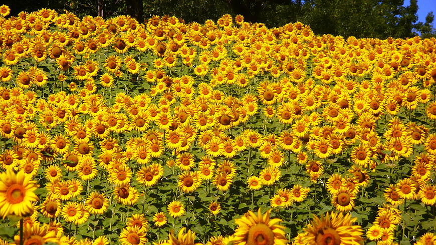 Vibrant Sunflower Field in Full Bloom Under Blue Sky