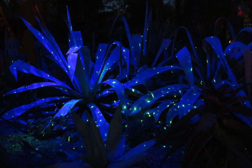 Glowing Blue Agave Plants Under Blacklight