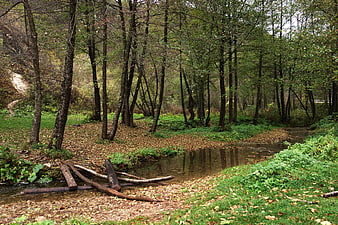 Serene Forest Stream with Fallen Leaves and Wooden Bridge