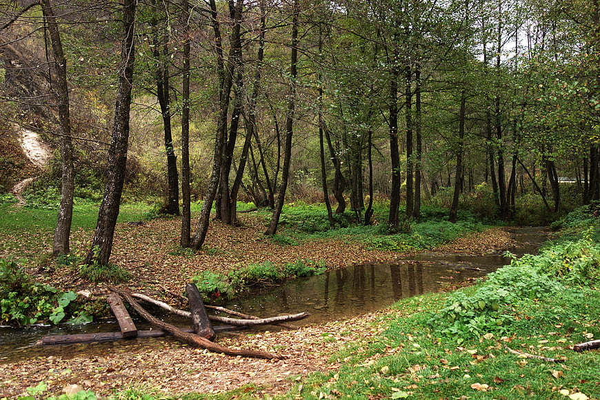 Serene Forest Stream with Fallen Leaves and Wooden Bridge