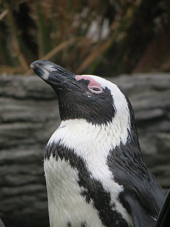 Close-up portrait of an African penguin head