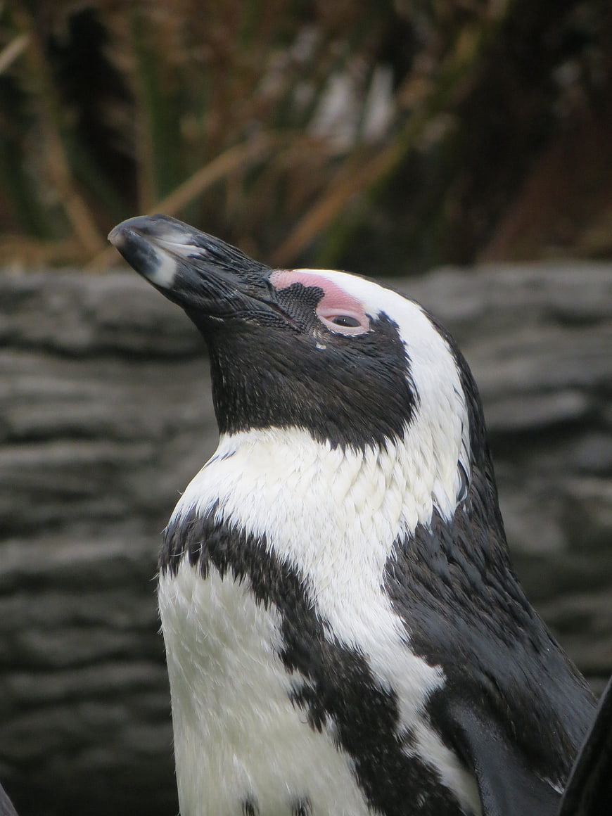 Close-up portrait of an African penguin head