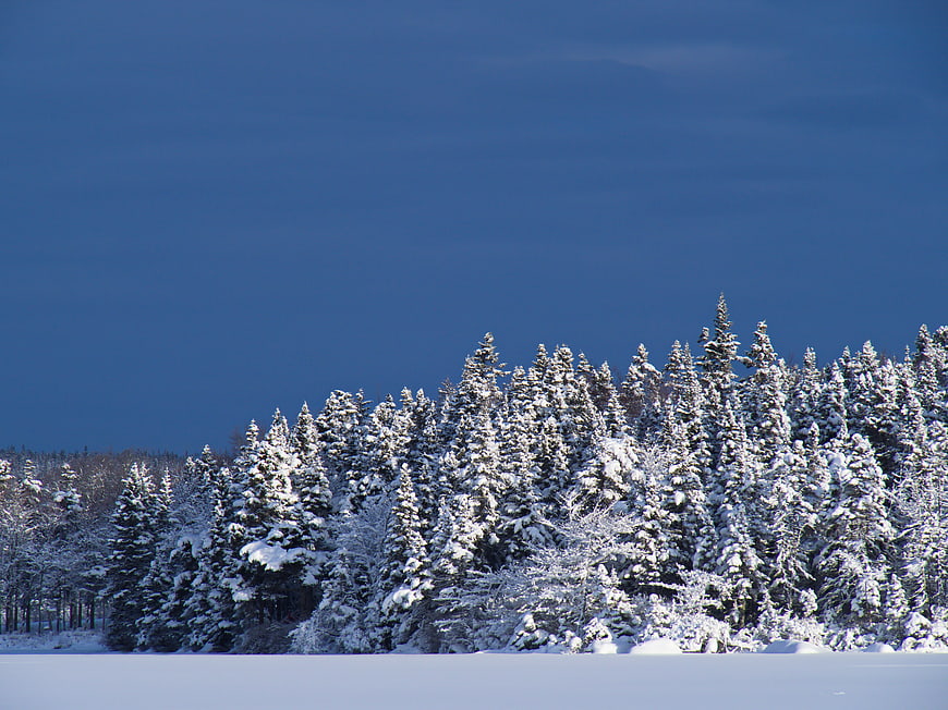 Snow-Covered Pine Forest Against Deep Blue Winter Sky