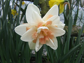 Close-up of a white and peach double narcissus flower