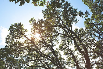 Sunlight shining through oak tree branches against blue sky