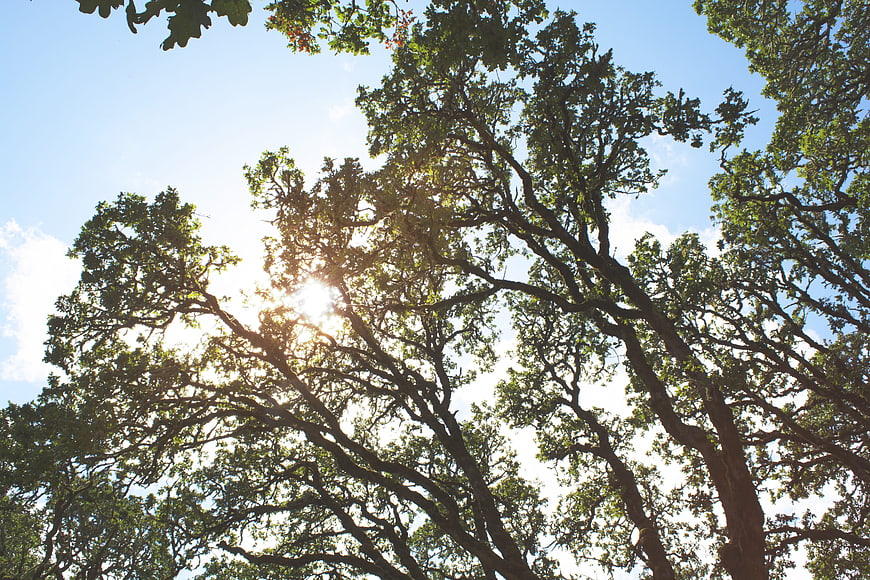Sunlight shining through oak tree branches against blue sky