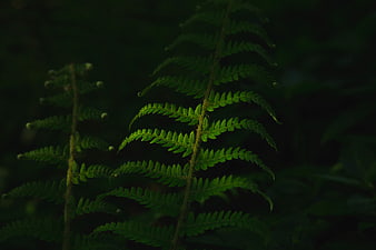 Dark moody close-up of green fern fronds in forest
