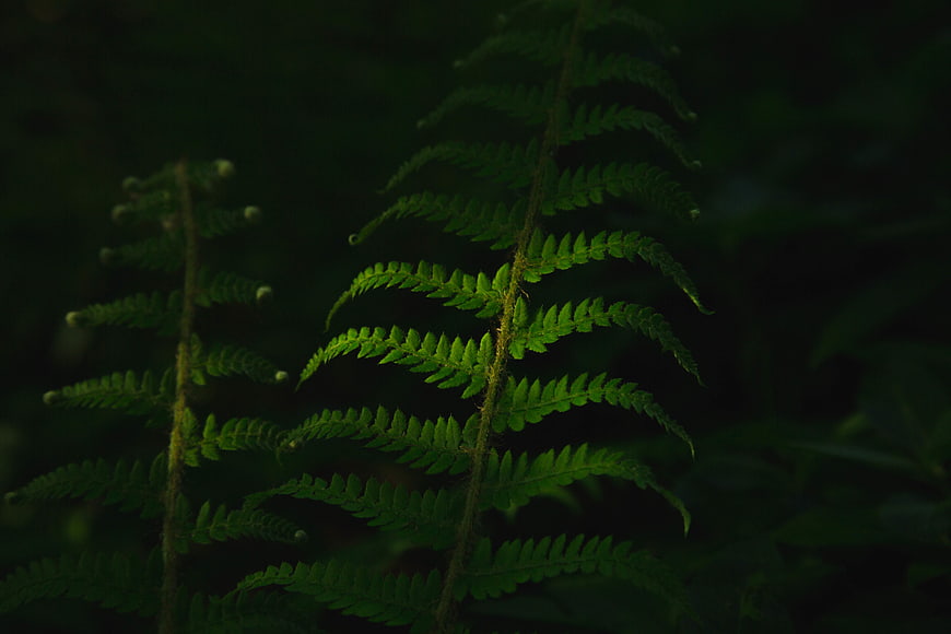 Dark moody close-up of green fern fronds in forest