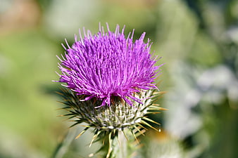Purple Thistle Flower Close Up With Spiky Green Bud