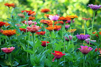 Colorful Zinnia Flowers in a Vibrant Summer Garden