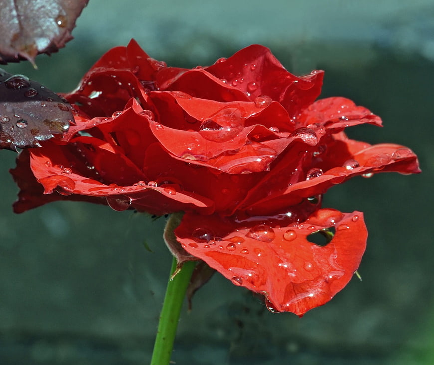 Close-up of a vibrant red rose with water droplets