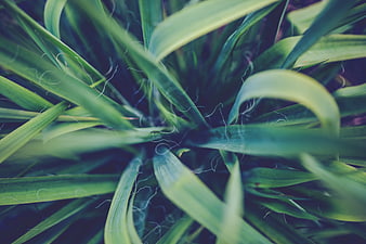 Close-up of green yucca leaves with artistic smoke overlay