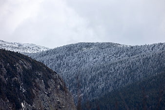 Snow-covered mountain forest landscape with rocky cliff