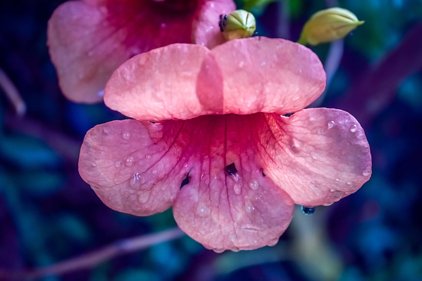 Close-up of pink trumpet flower with water droplets
