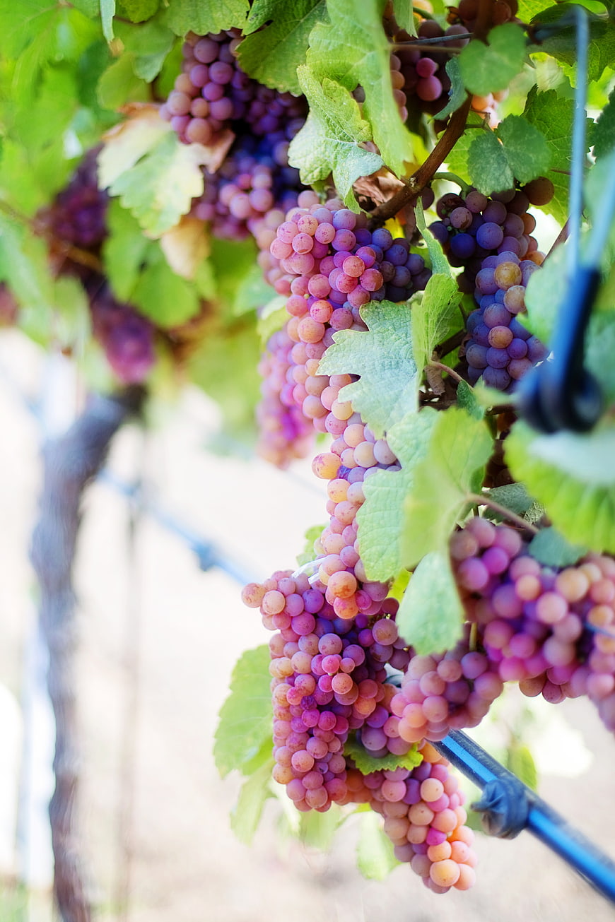 Ripe Purple Grapes On Vineyard Vine