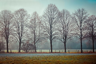 Frosty Winter Morning with Bare Trees in Misty Field