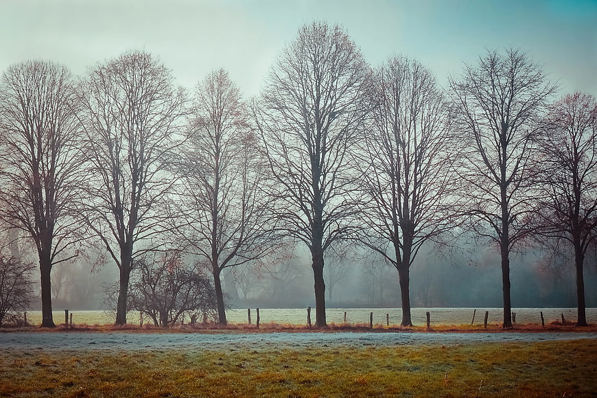 Frosty Winter Morning with Bare Trees in Misty Field