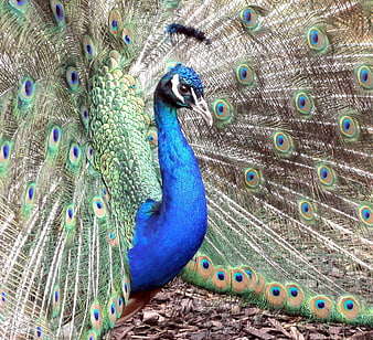 Majestic Blue Peacock Displaying Vibrant Tail Feathers