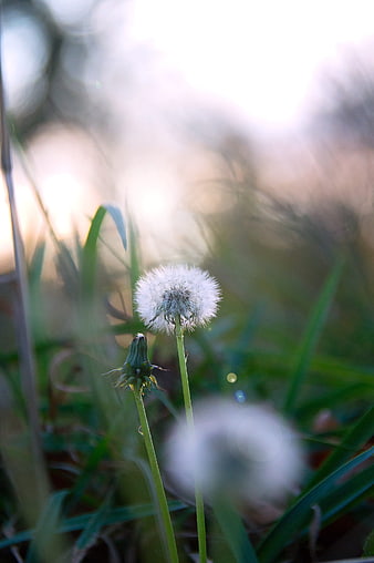 Soft Focus Dandelion Seed Head in Green Grass
