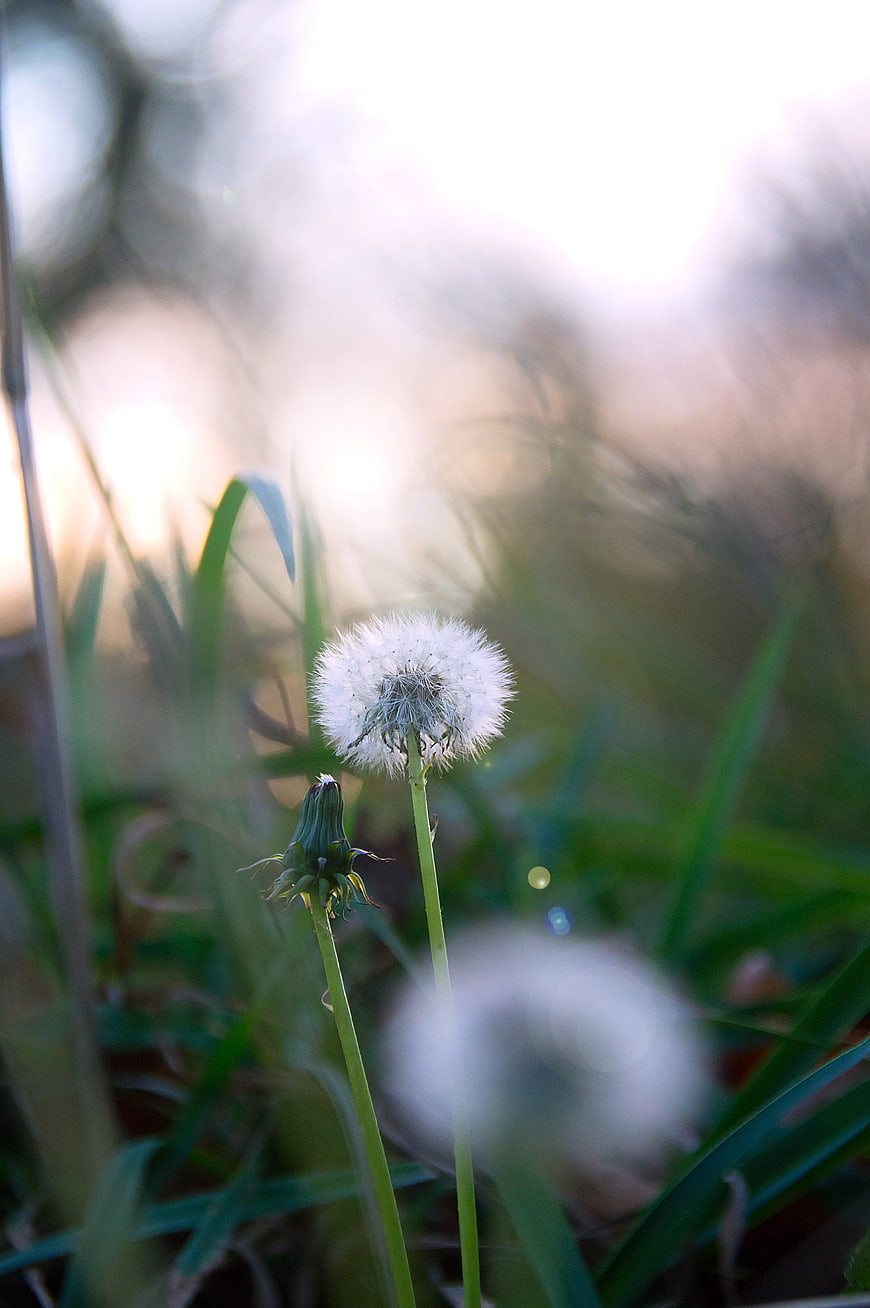 Soft Focus Dandelion Seed Head in Green Grass