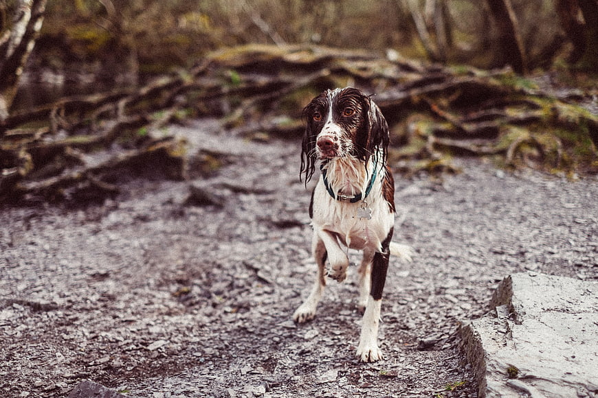 Wet brown and white dog running on forest trail