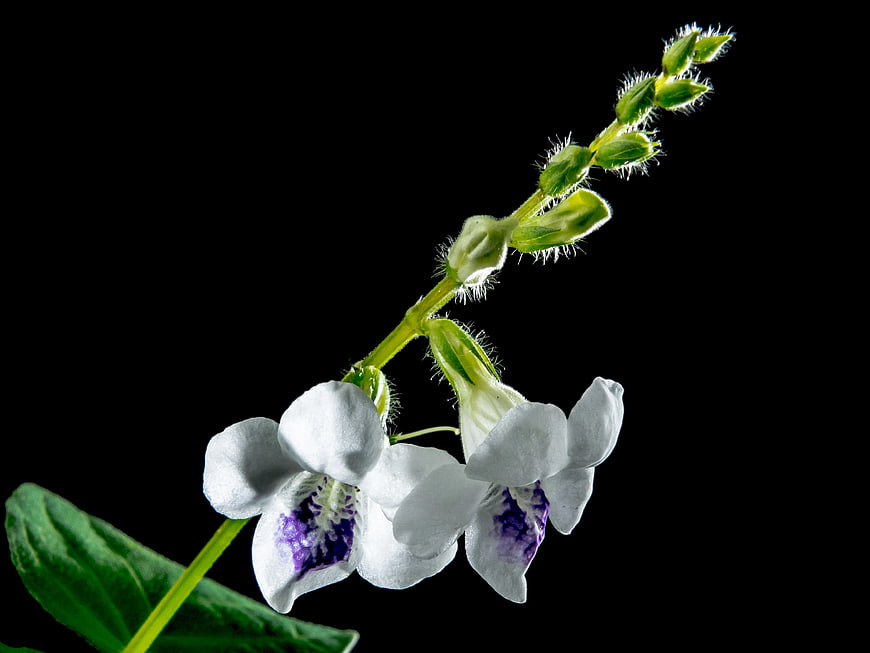 Macro photography of white and purple flower on black background