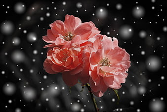 Pink Roses in Snowfall Against Black Background