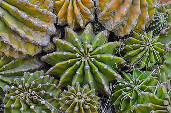 Close-up of green and yellow cactus with thorns