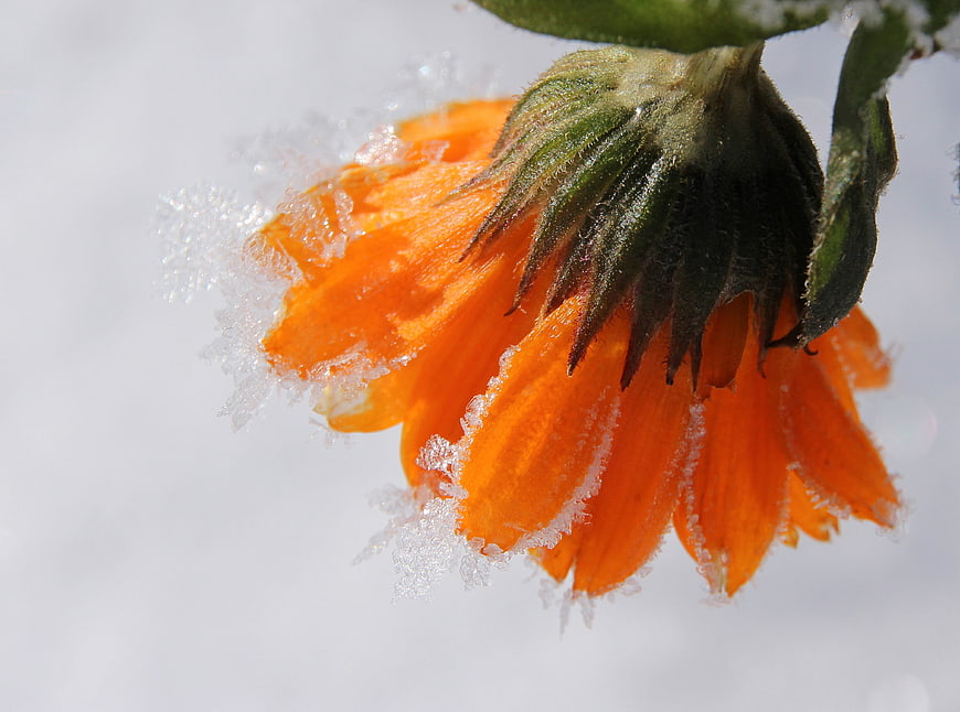 Frozen orange marigold flower covered in frost