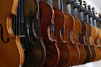 Row of violins hanging on a wall in a music shop