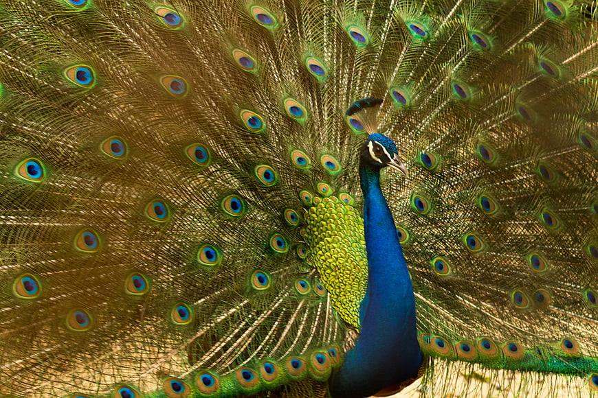 Male Peacock Displaying Vibrant Blue and Green Tail Feathers