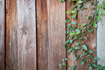 Weathered wooden fence with green ivy vines climbing