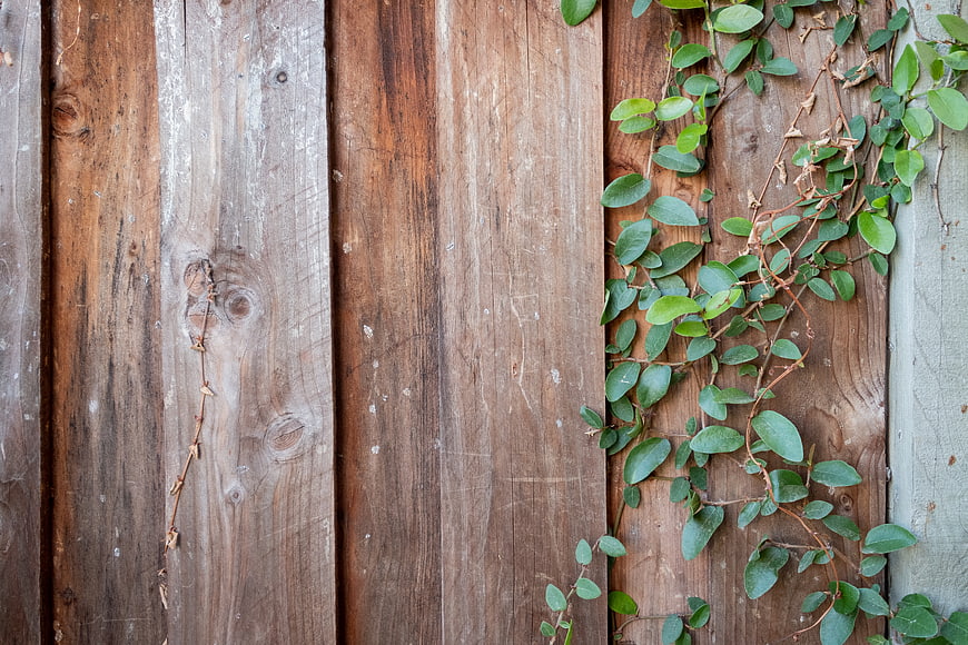 Weathered wooden fence with green ivy vines climbing